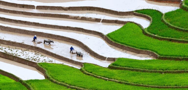 La FAO appelle à mettre l’accent sur l’agriculture résiliente au changement climatique lors du Symposium Asie-Pacifique