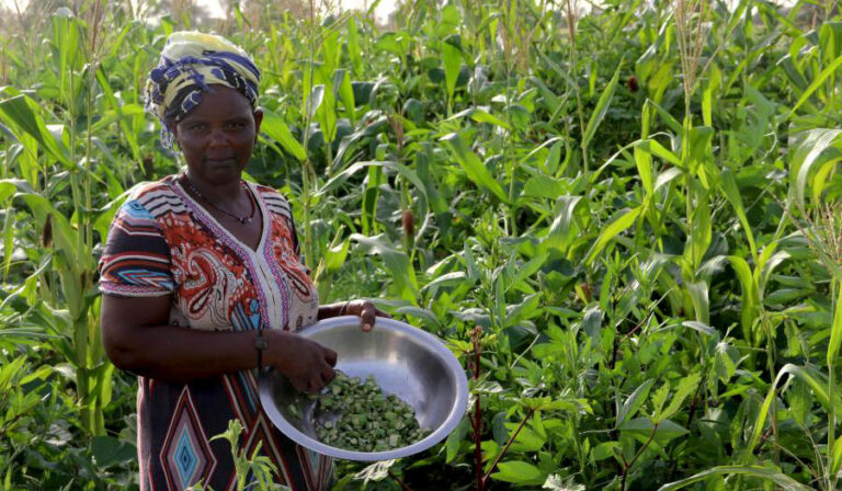 La FAO soutient la transformation rurale et agricole de l’Indonésie grâce à la numérisation