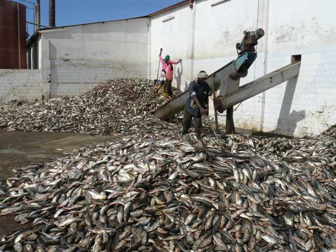 Un procès au Sénégal pourrait avoir un affect sur l’enlargement de l’industrie de la farine de poisson en Afrique de l’Ouest