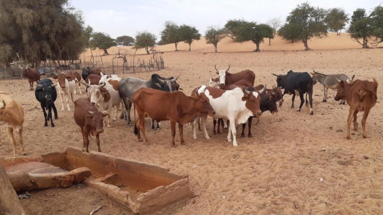 Actualités sur les flambées épidémiques : Fièvre de la Vallée du Rift – Mauritanie (20 octobre 2022) – Mauritanie