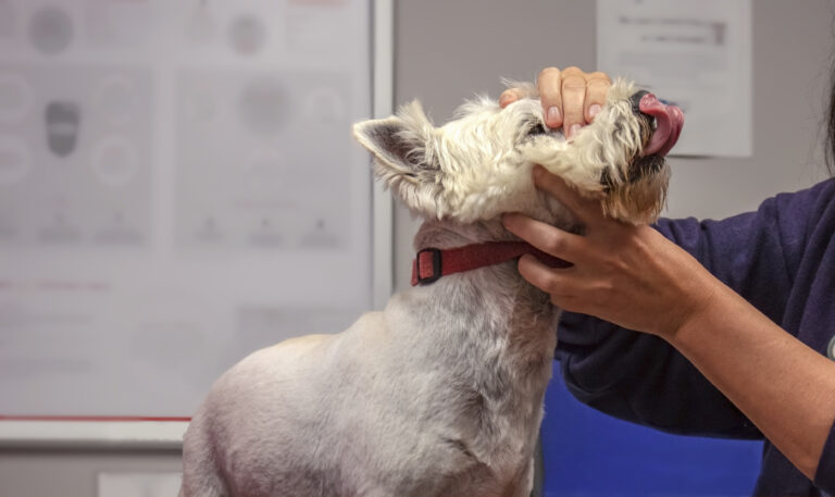 Les étudiants pré-vétérinaires de l’ASU partagent des histoires d’animaux de compagnie et des conseils de soins pour animaux de compagnie dans une nouvelle série